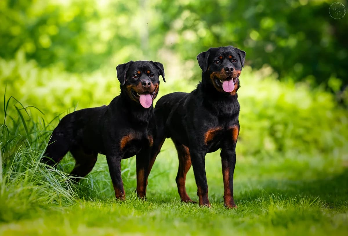 Zaadoptowany wirtualnie przez, Mixed Breed for adoption at Schronisko dla Bezdomnych Zwierząt w Częstochowie, Częstochowa