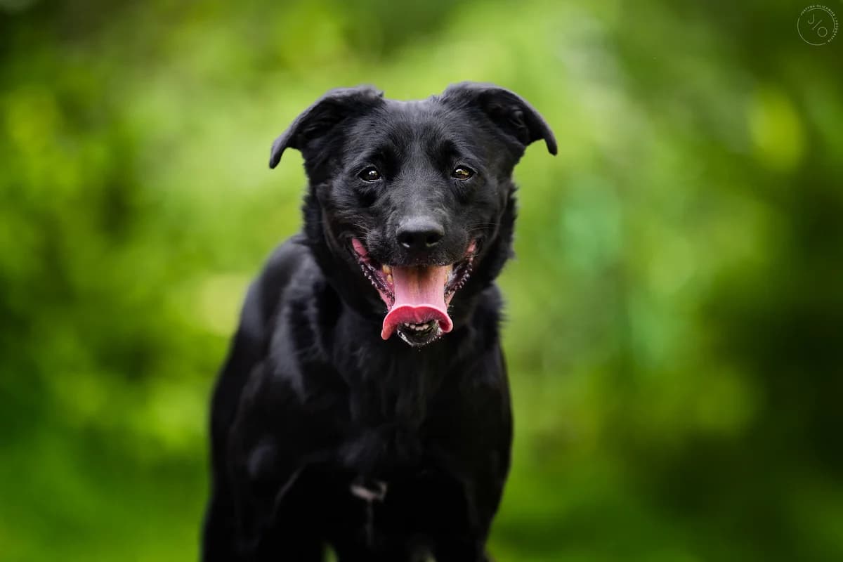 Nineza, female 3yo Mixed Breed for adoption at Schronisko dla Bezdomnych Zwierząt w Częstochowie, Częstochowa