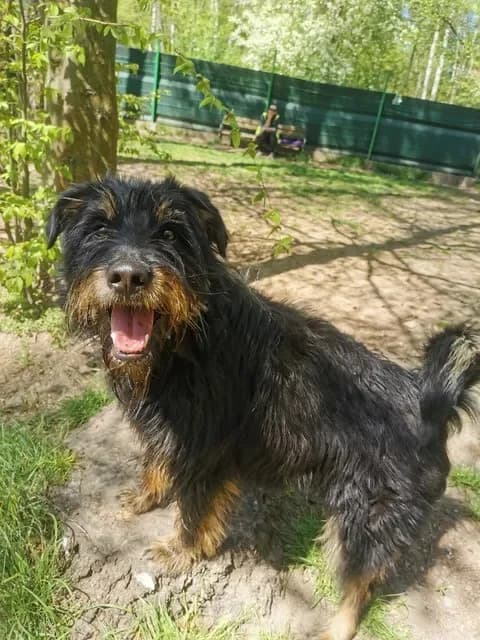 Ofelia, female young Mixed Breed for adoption at Schronisko dla Bezdomnych Zwierząt w Częstochowie, Częstochowa