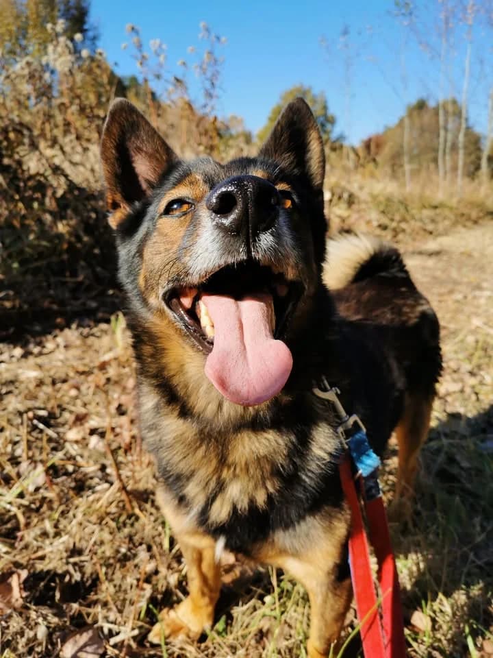 Olmo, male 3yo Mixed Breed for adoption at Schronisko dla Bezdomnych Zwierząt w Częstochowie, Częstochowa
