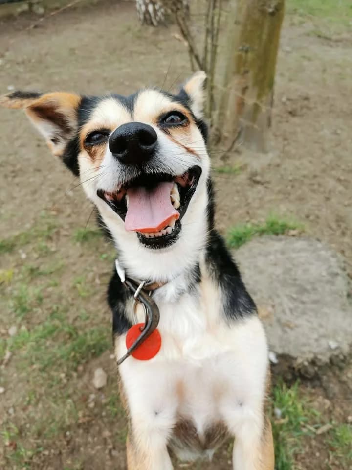 Zaadoptowany wirtualnie przez, Mixed Breed for adoption at Schronisko dla Bezdomnych Zwierząt w Częstochowie, Częstochowa