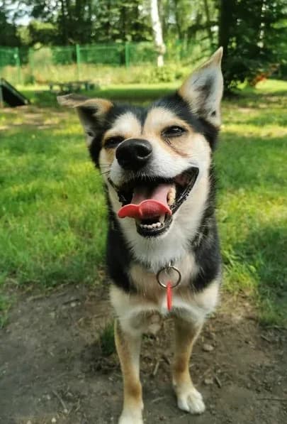 Onyks, male young Mixed Breed for adoption at Schronisko dla Bezdomnych Zwierząt w Częstochowie, Częstochowa