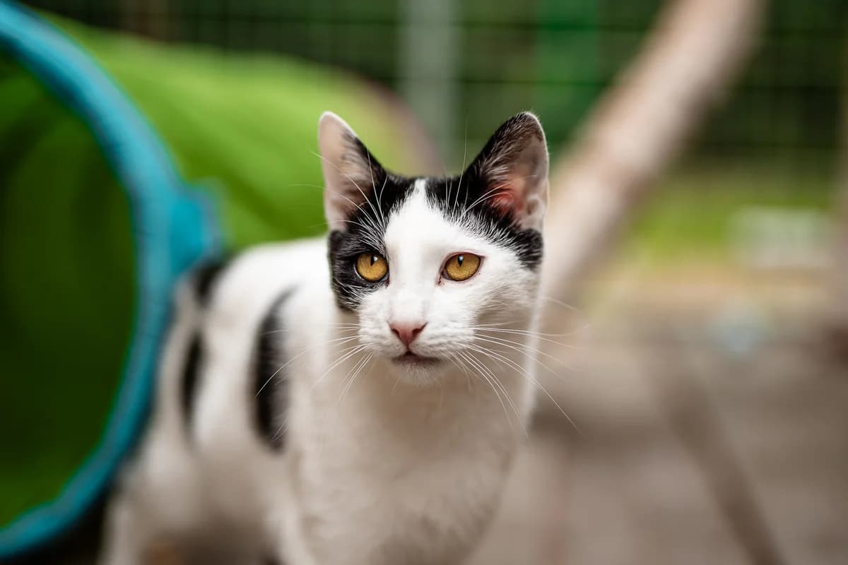 Onyx, male Mixed Breed for adoption at Schronisko dla Bezdomnych Zwierząt w Częstochowie, Częstochowa