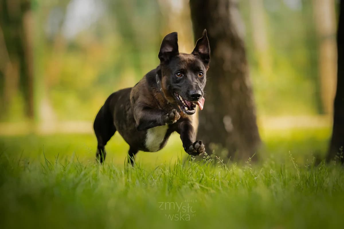 Zaadoptowany wirtualnie przez: Klasa 2b i 3b SP2 w Częstochowie, Mixed Breed for adoption at Schronisko dla Bezdomnych Zwierząt w Częstochowie, Częstochowa