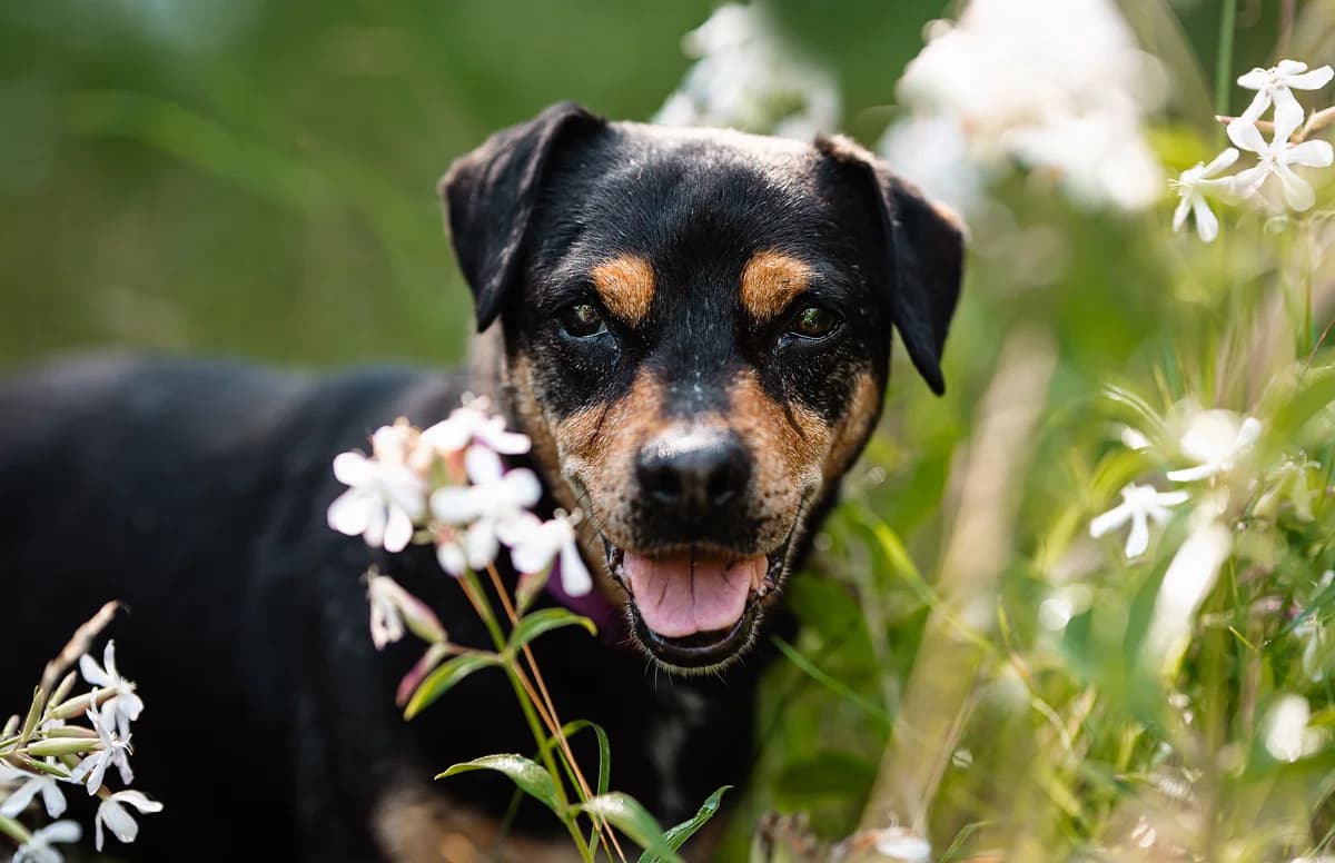 Zaadoptowany wirtualnie przez, Mixed Breed for adoption at Schronisko dla Bezdomnych Zwierząt w Częstochowie, Częstochowa