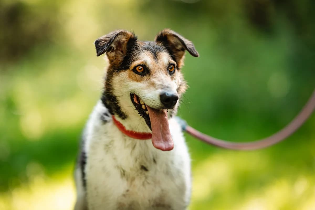 Romuś, male young Mixed Breed for adoption at Schronisko dla Bezdomnych Zwierząt w Częstochowie, Częstochowa