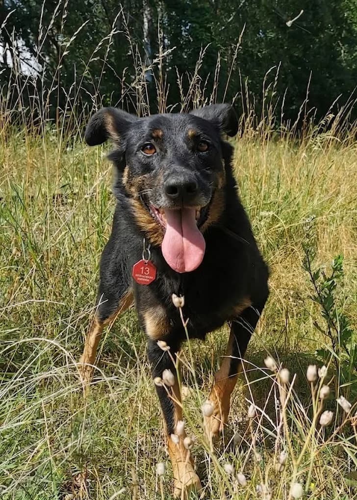 Zaadoptowany wirtualnie przez: Elżbieta, Mixed Breed for adoption at Schronisko dla Bezdomnych Zwierząt w Częstochowie, Częstochowa