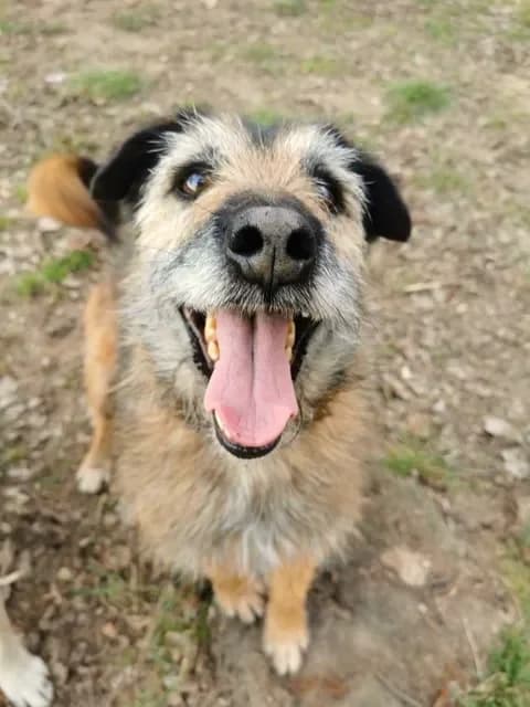 Zaadoptowany wirtualnie przez, Mixed Breed for adoption at Schronisko dla Bezdomnych Zwierząt w Częstochowie, Częstochowa