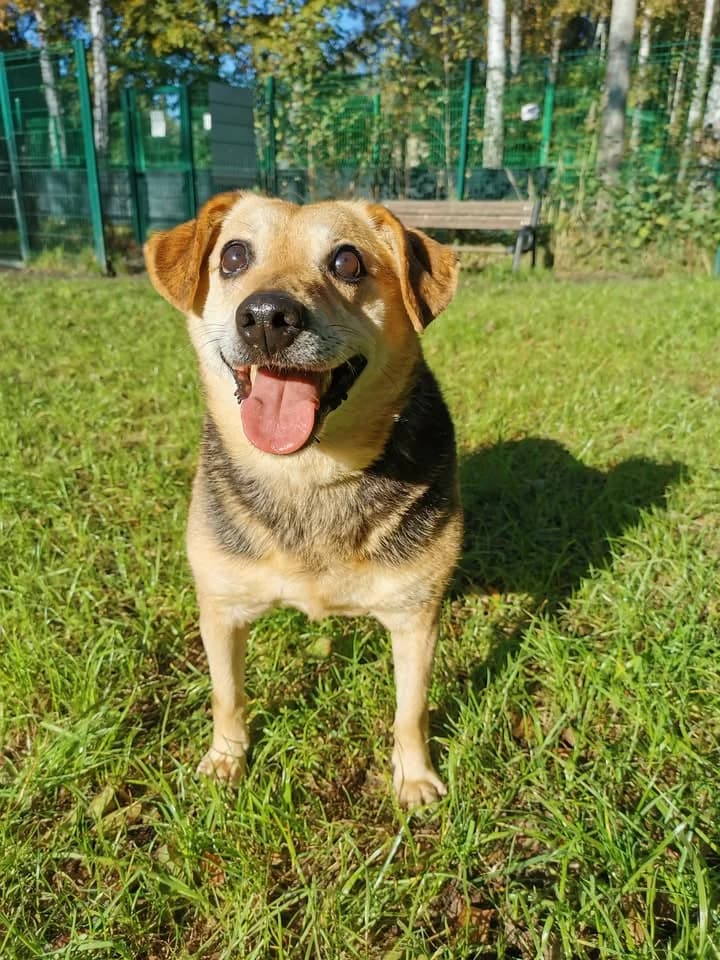 Zaadoptowany wirtualnie przez: Elżbieta, Mixed Breed for adoption at Schronisko dla Bezdomnych Zwierząt w Częstochowie, Częstochowa