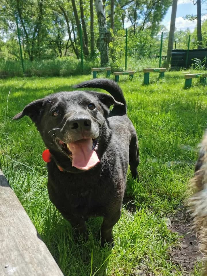 Tytus, male young Mixed Breed for adoption at Schronisko dla Bezdomnych Zwierząt w Częstochowie, Częstochowa