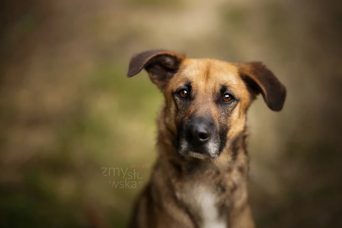 Zaadoptowany wirtualnie przez: Anna, Mixed Breed for adoption at Schronisko dla Bezdomnych Zwierząt w Częstochowie, Częstochowa