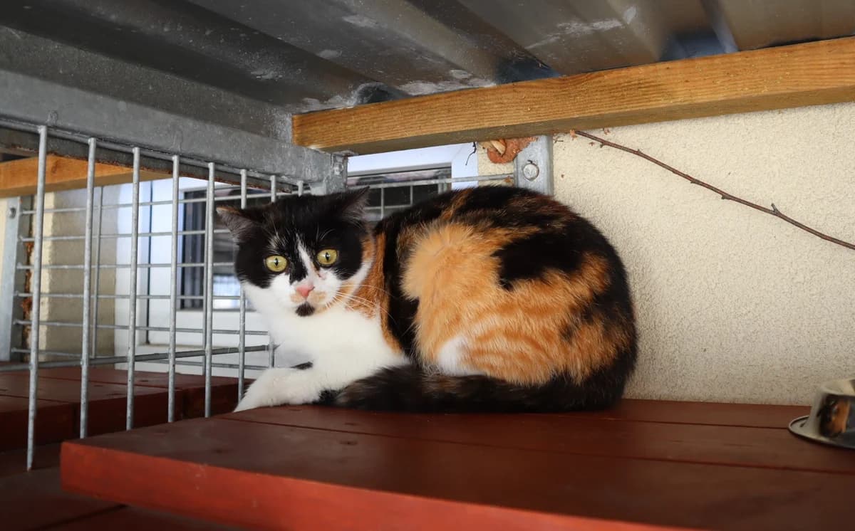 Zaadoptowany wirtualnie przez, Mixed Breed for adoption at Schronisko dla Bezdomnych Zwierząt w Częstochowie, Częstochowa