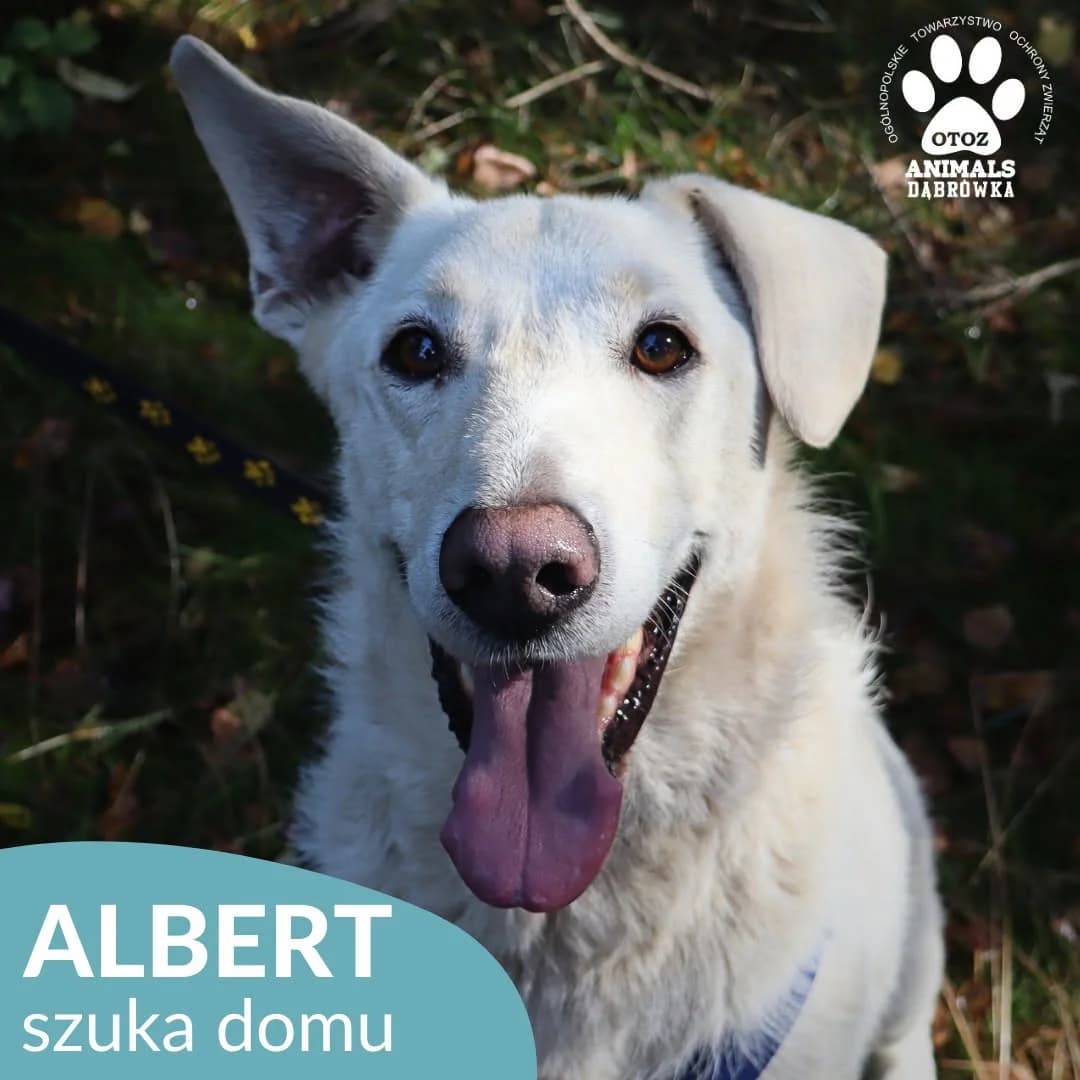 Schronisko dla zwierząt w Dąbrówce, male 4yo Mixed Breed for adoption at Schronisko dla Bezdomnych Zwierząt w Dąbrówce