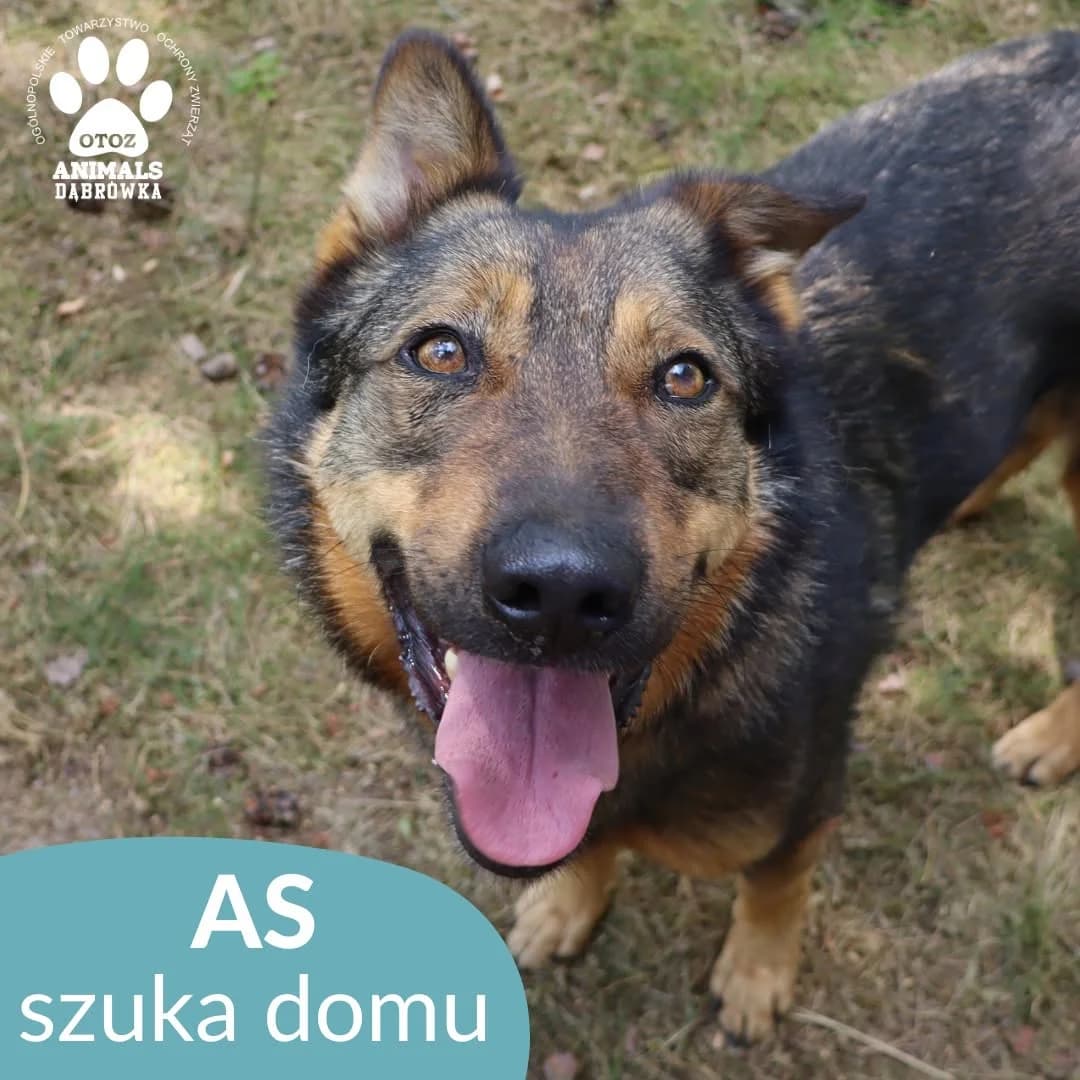 Schronisko dla zwierząt w Dąbrówce, Mixed Breed for adoption at Schronisko dla Bezdomnych Zwierząt w Dąbrówce