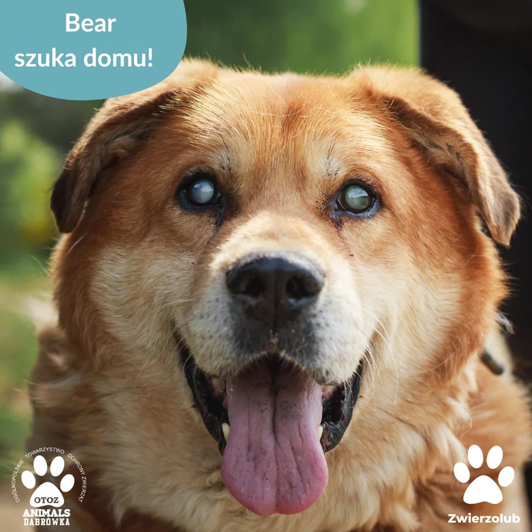 Dog bear, 5yo Mixed Breed for adoption at Schronisko dla Bezdomnych Zwierząt w Dąbrówce