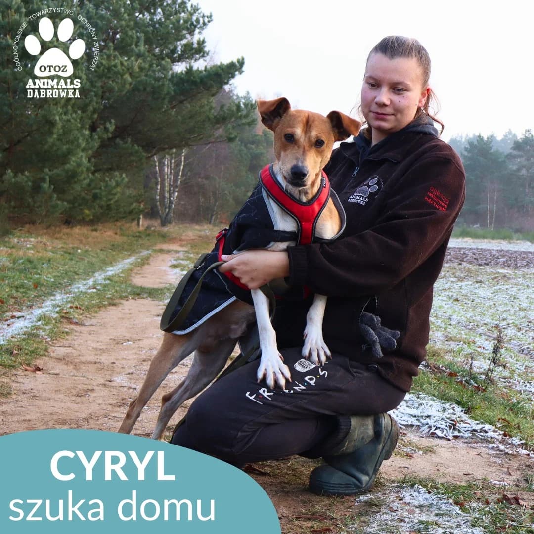 Schronisko dla zwierząt w Dąbrówce, 3yo Mixed Breed for adoption at Schronisko dla Bezdomnych Zwierząt w Dąbrówce