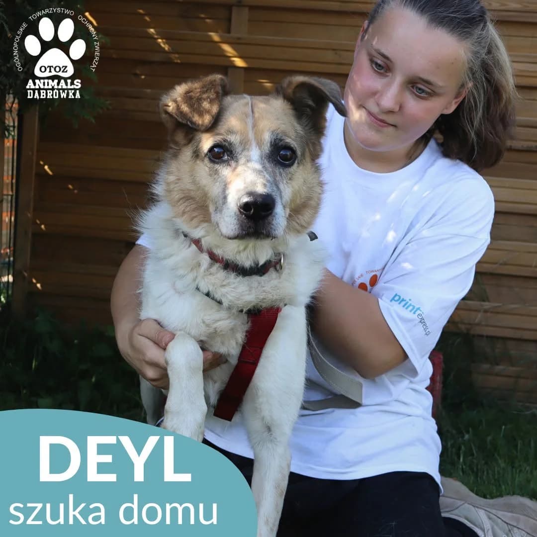 Schronisko dla zwierząt w Dąbrówce, 4yo Mixed Breed for adoption at Schronisko dla Bezdomnych Zwierząt w Dąbrówce