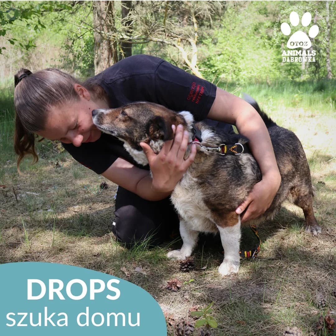 Schronisko dla zwierząt w Dąbrówce, Mixed Breed for adoption at Schronisko dla Bezdomnych Zwierząt w Dąbrówce