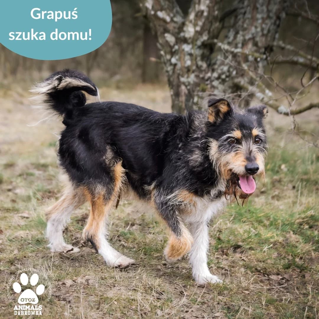 Dog grapus-2, senior Mixed Breed for adoption at Schronisko dla Bezdomnych Zwierząt w Dąbrówce