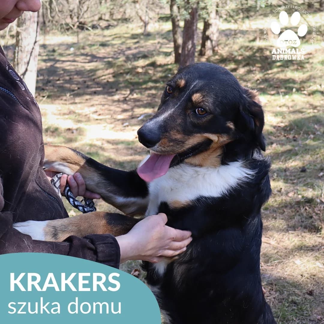 Schronisko dla zwierząt w Dąbrówce, male Mixed Breed for adoption at Schronisko dla Bezdomnych Zwierząt w Dąbrówce