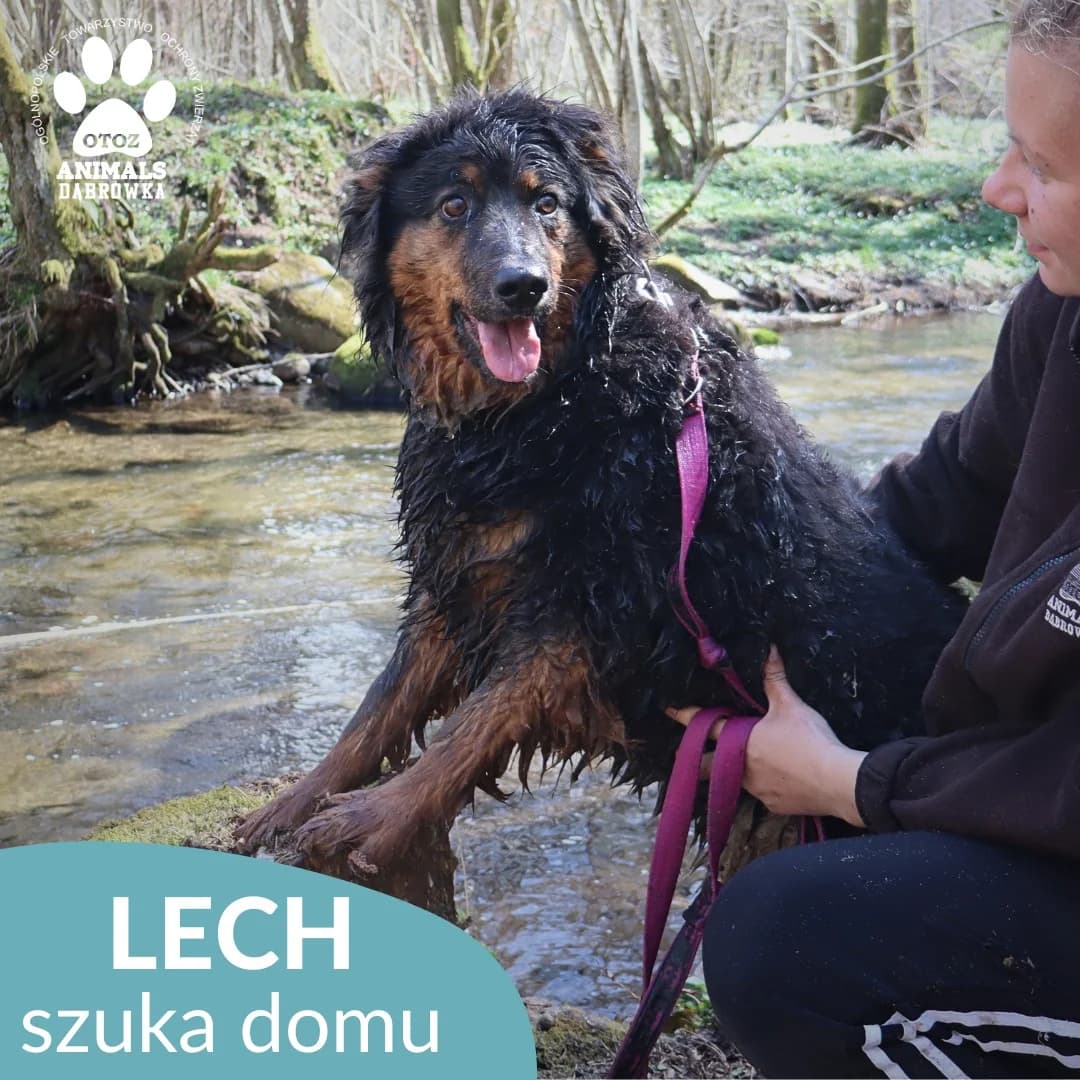Dog lech-2, male Mixed Breed for adoption at Schronisko dla Bezdomnych Zwierząt w Dąbrówce