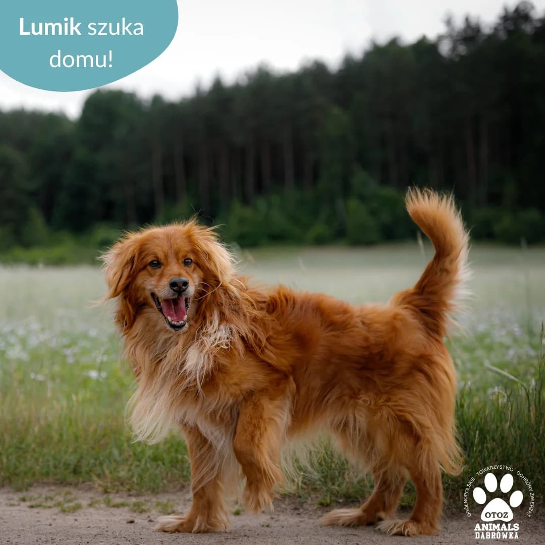 Dog lumik, senior Mixed Breed for adoption at Schronisko dla Bezdomnych Zwierząt w Dąbrówce