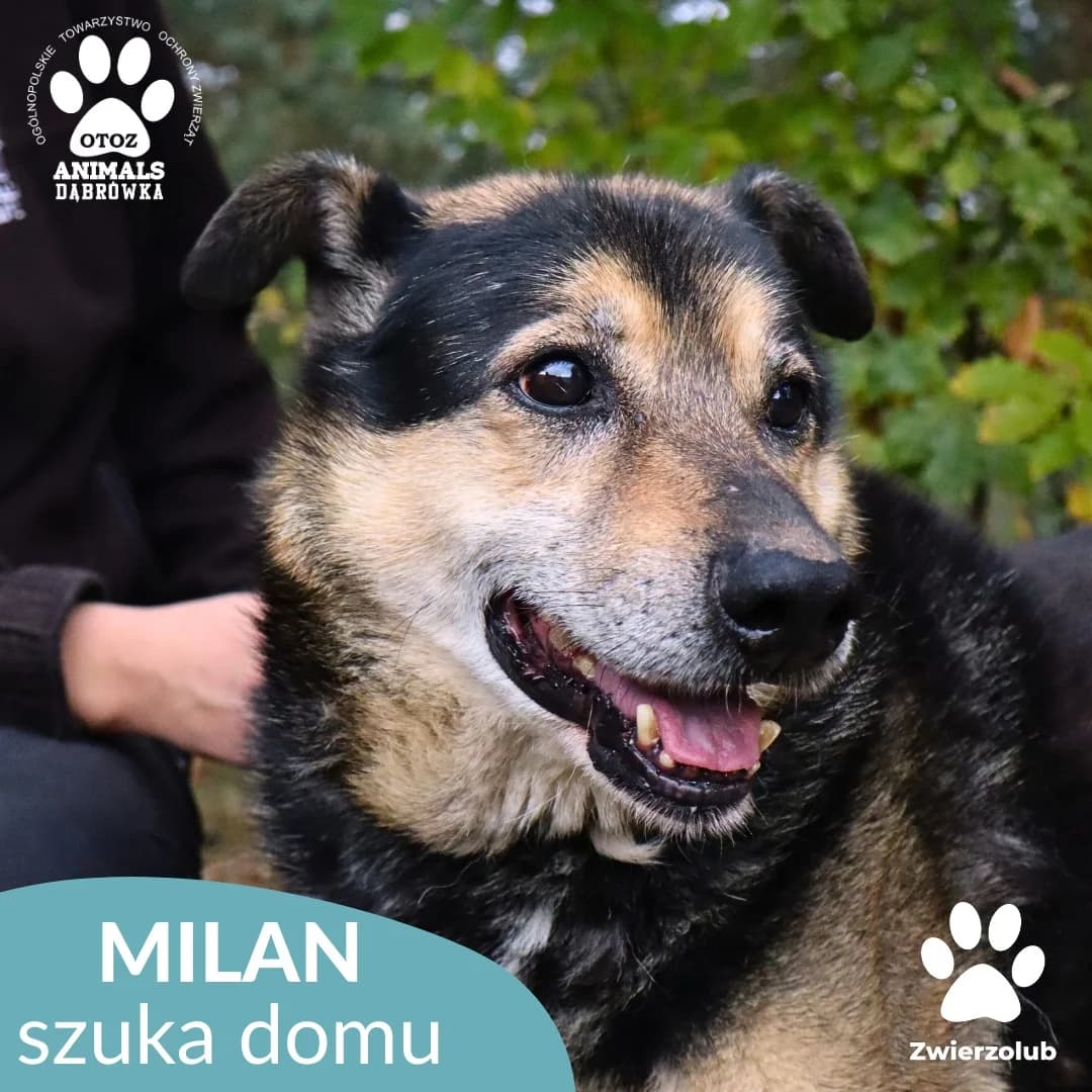 Schronisko dla zwierząt w Dąbrówce, male senior Mixed Breed for adoption at Schronisko dla Bezdomnych Zwierząt w Dąbrówce