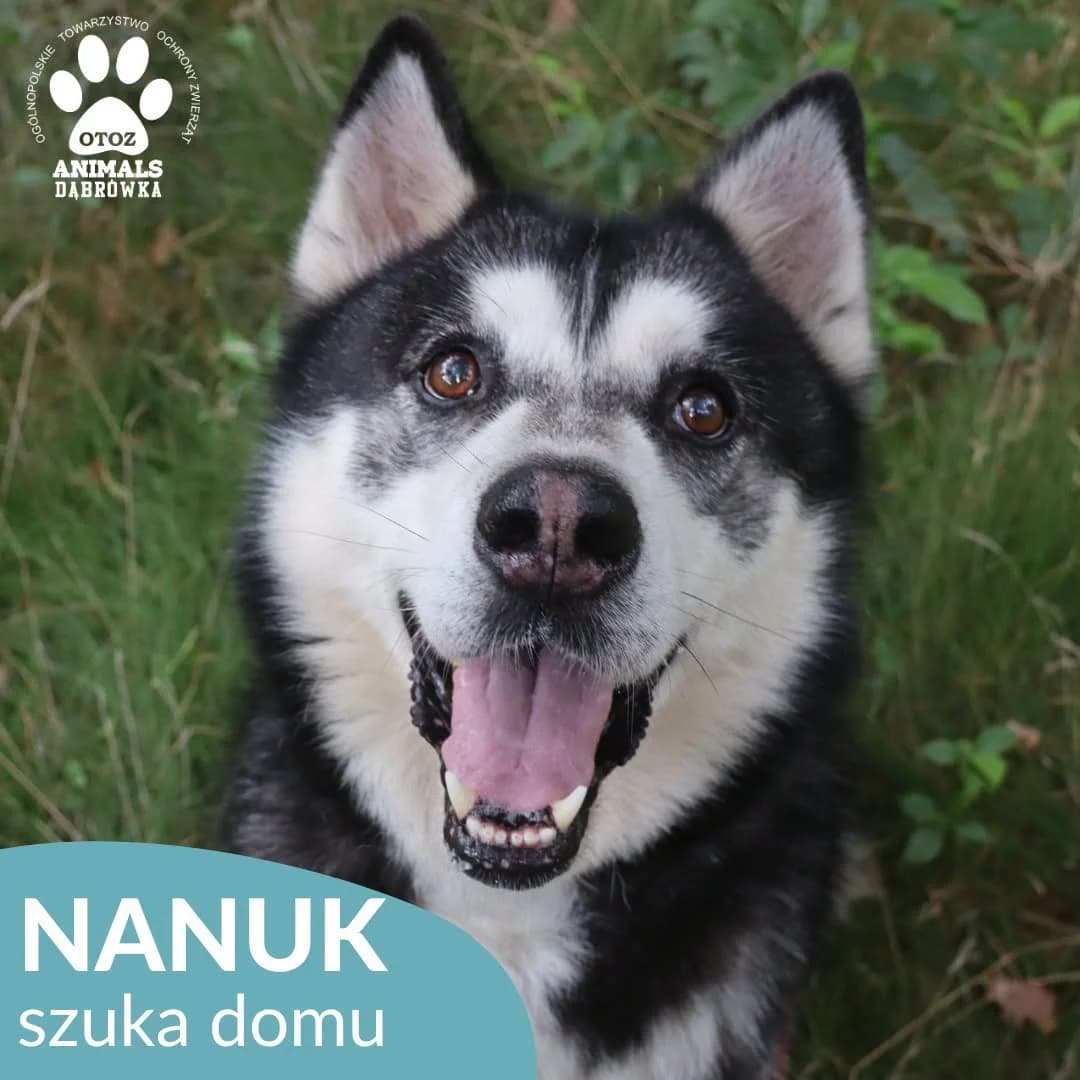 Schronisko dla zwierząt w Dąbrówce, male Mixed Breed for adoption at Schronisko dla Bezdomnych Zwierząt w Dąbrówce