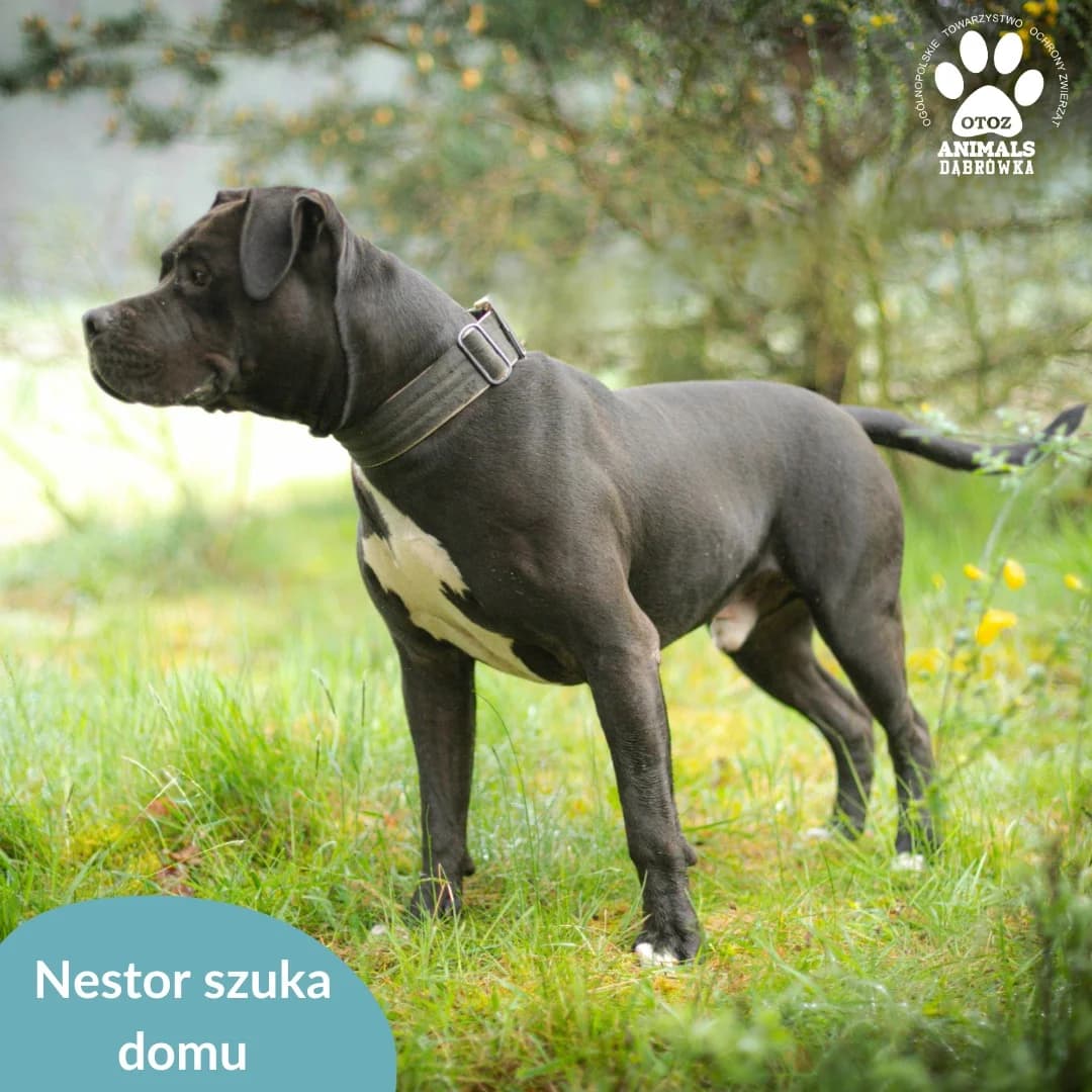 Schronisko dla zwierząt w Dąbrówce, 3yo Mixed Breed for adoption at Schronisko dla Bezdomnych Zwierząt w Dąbrówce