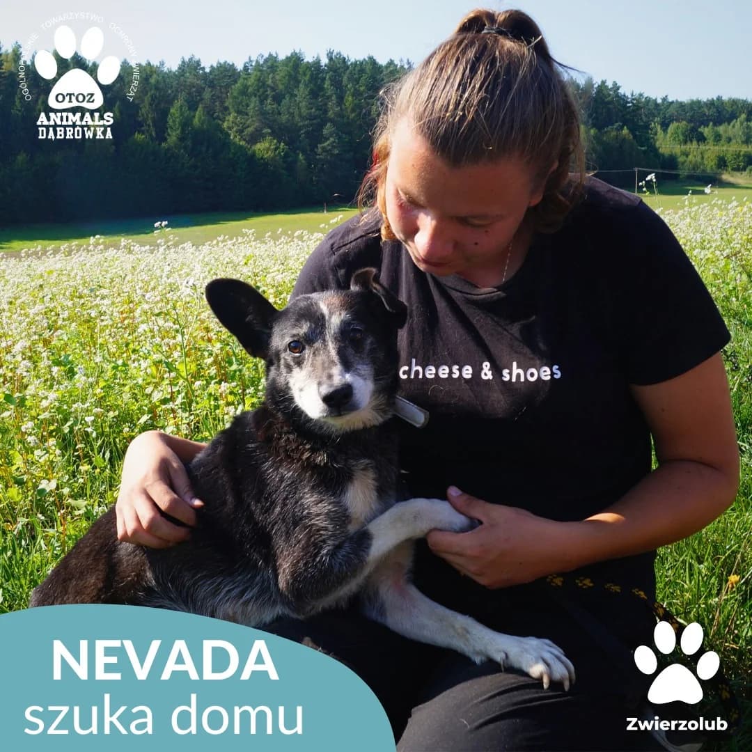 Dog nevada-2, senior Mixed Breed for adoption at Schronisko dla Bezdomnych Zwierząt w Dąbrówce