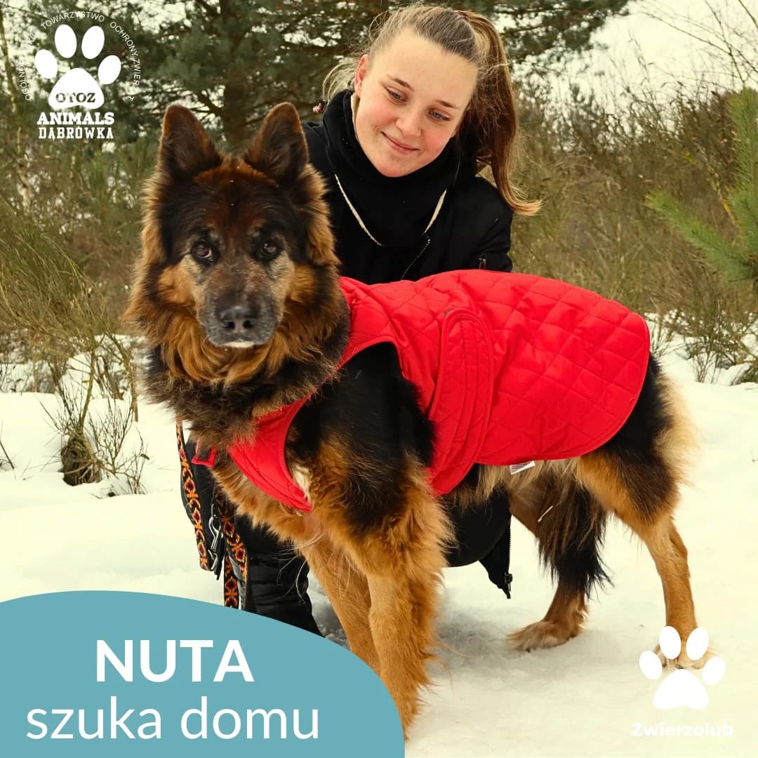 Schronisko dla zwierząt w Dąbrówce, senior Mixed Breed for adoption at Schronisko dla Bezdomnych Zwierząt w Dąbrówce