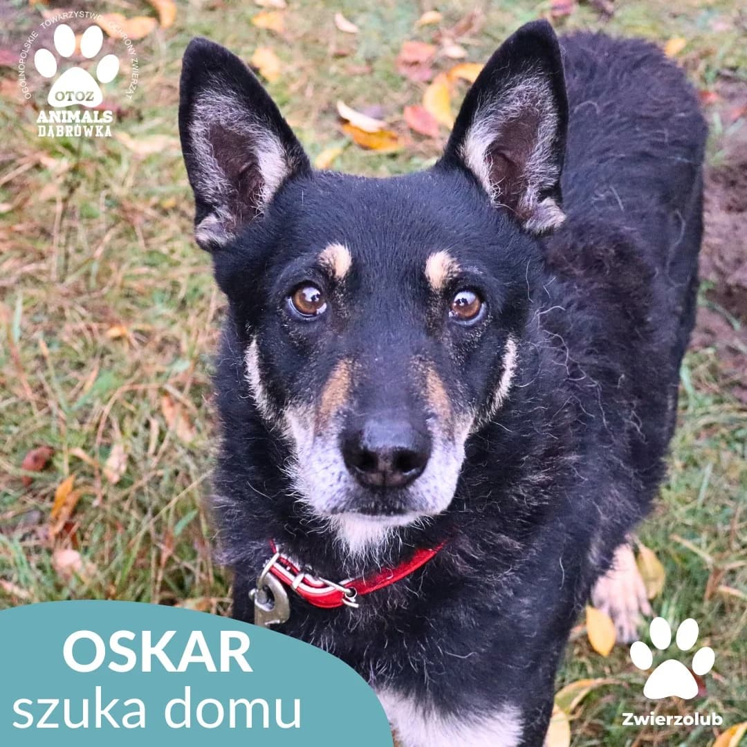 Schronisko dla zwierząt w Dąbrówce, senior Mixed Breed for adoption at Schronisko dla Bezdomnych Zwierząt w Dąbrówce