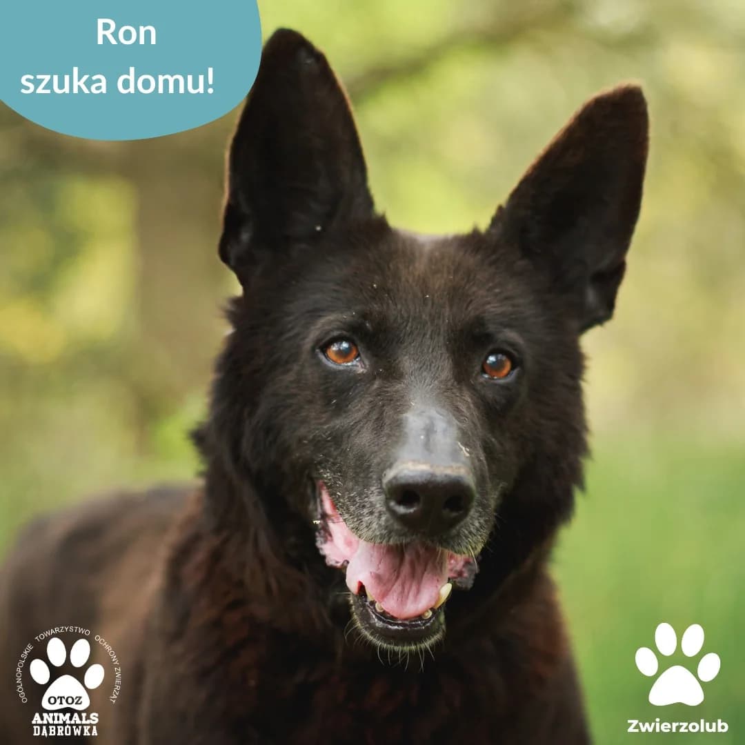Dog ron, male senior Mixed Breed for adoption at Schronisko dla Bezdomnych Zwierząt w Dąbrówce
