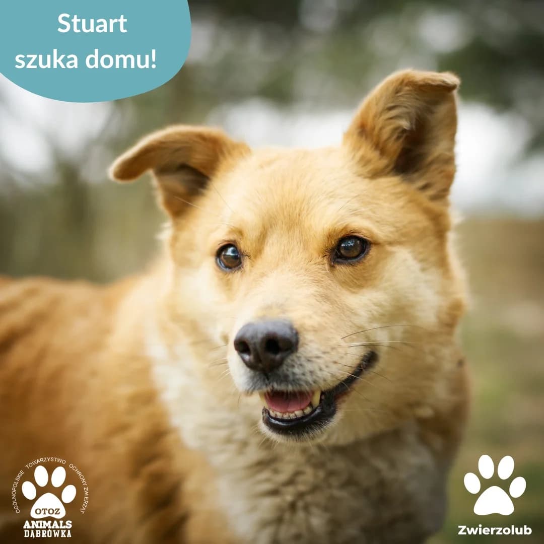 Dog stuart, male 4yo Mixed Breed for adoption at Schronisko dla Bezdomnych Zwierząt w Dąbrówce
