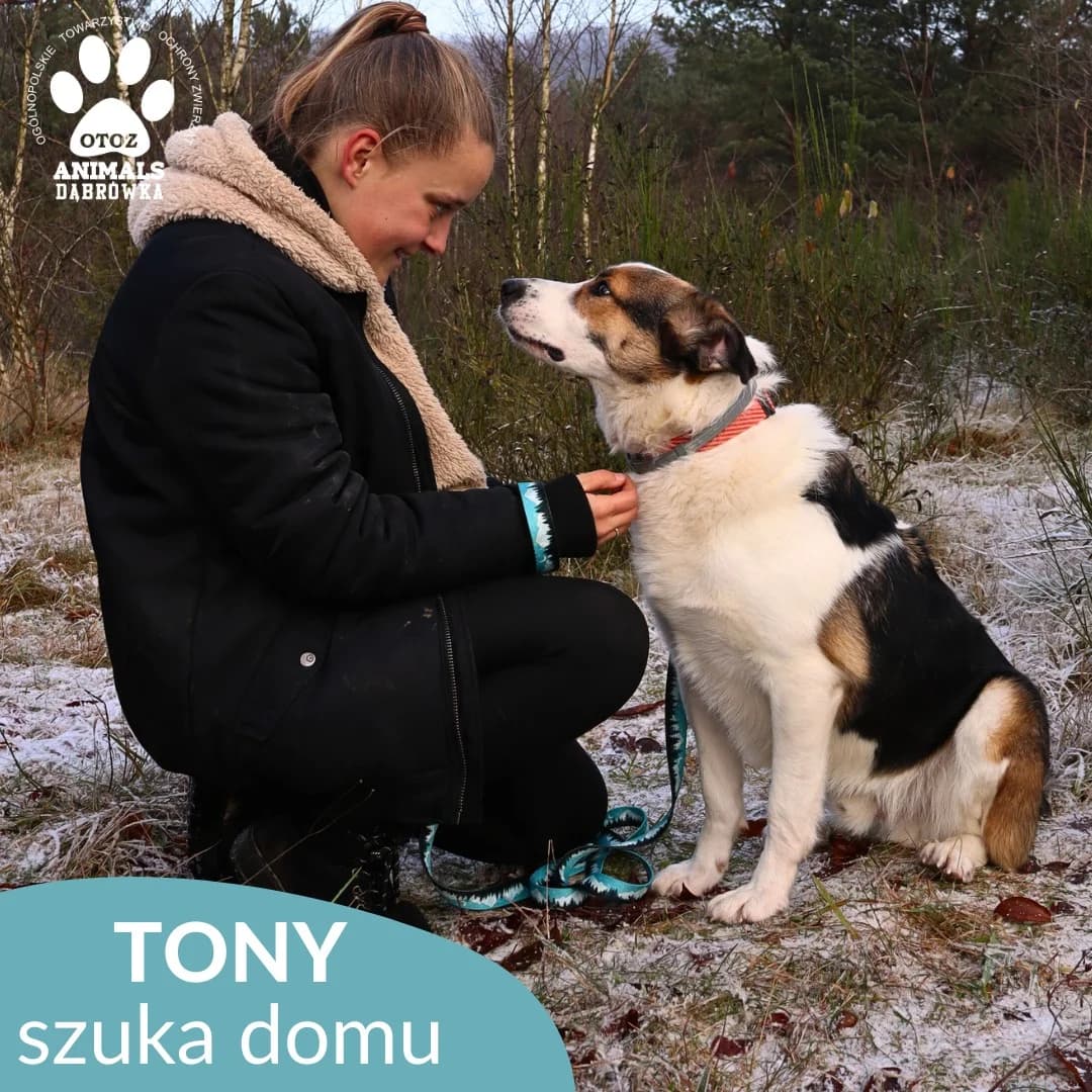 Schronisko dla zwierząt w Dąbrówce, 5yo Mixed Breed for adoption at Schronisko dla Bezdomnych Zwierząt w Dąbrówce