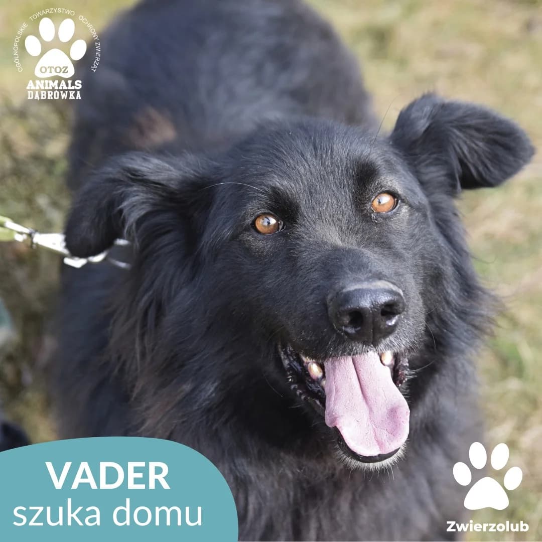 Schronisko dla zwierząt w Dąbrówce, male Mixed Breed for adoption at Schronisko dla Bezdomnych Zwierząt w Dąbrówce
