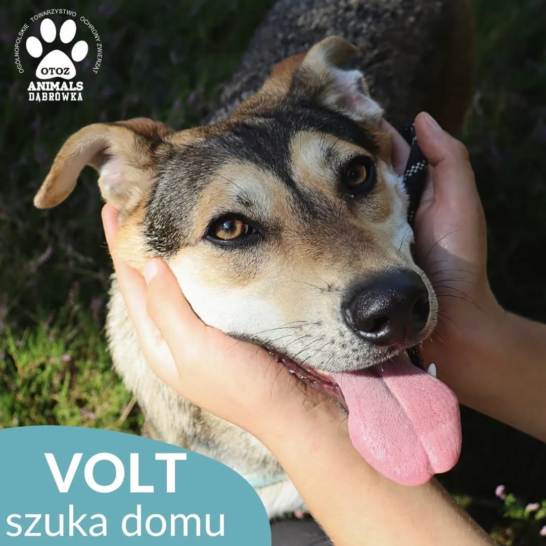 Schronisko dla zwierząt w Dąbrówce, male Mixed Breed for adoption at Schronisko dla Bezdomnych Zwierząt w Dąbrówce