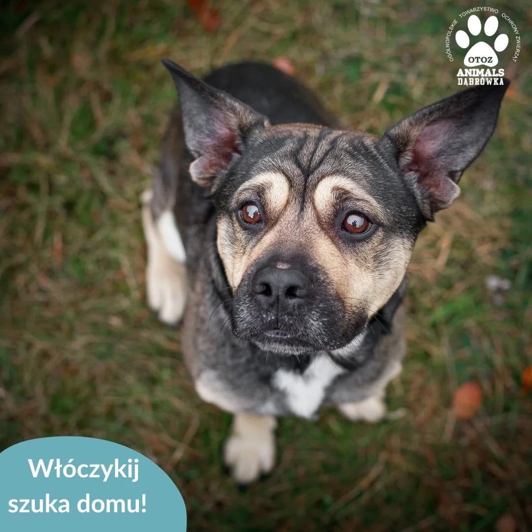 Schronisko dla zwierząt w Dąbrówce, 4yo Mixed Breed for adoption at Schronisko dla Bezdomnych Zwierząt w Dąbrówce