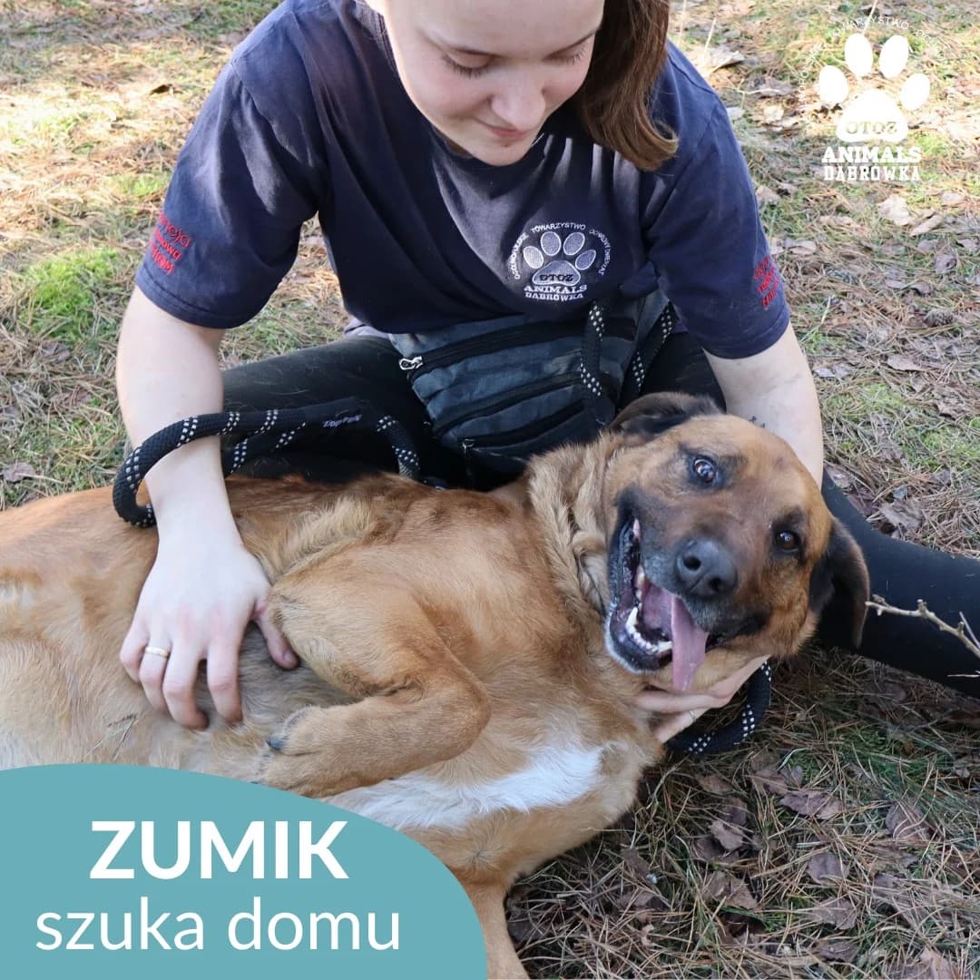 Schronisko dla zwierząt w Dąbrówce, 5yo Mixed Breed for adoption at Schronisko dla Bezdomnych Zwierząt w Dąbrówce