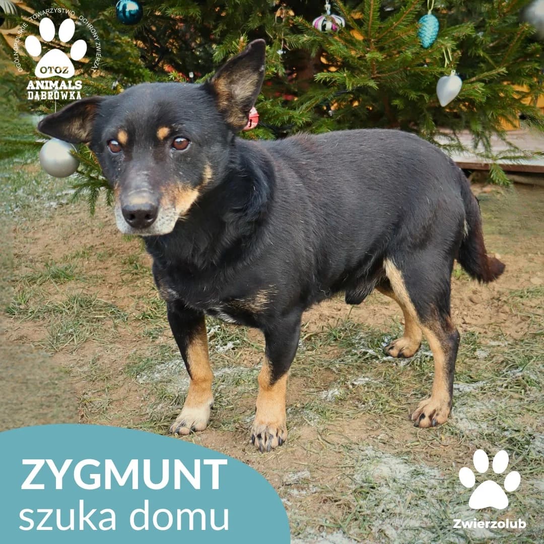 Schronisko dla zwierząt w Dąbrówce, male 7yo Mixed Breed for adoption at Schronisko dla Bezdomnych Zwierząt w Dąbrówce