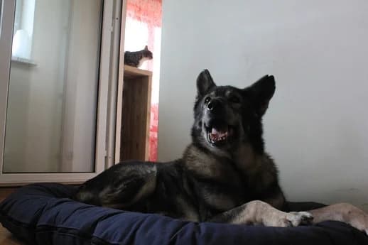 Nayla, Mixed Breed for adoption at Saving Saints Rescue UK (Big Paws Welfare)