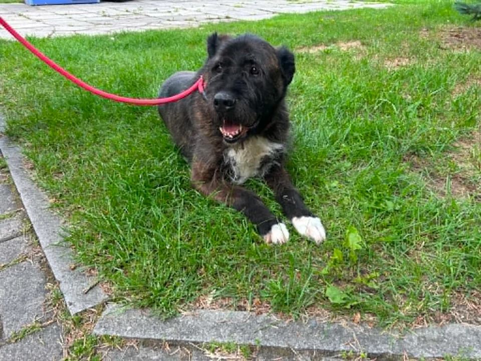 Alex, male senior mixed breed for adoption at Schronisko dla zwierząt Przedsiębiorstwa Gospodarki Komunalnej, Radomsko