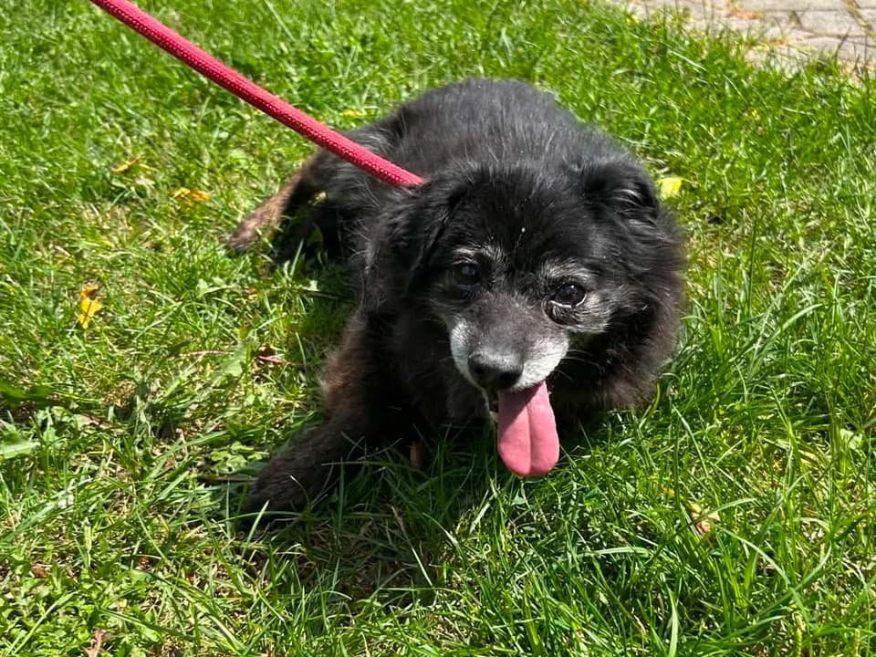 Stawa, female senior mixed breed for adoption at Schronisko dla zwierząt Przedsiębiorstwa Gospodarki Komunalnej, Radomsko
