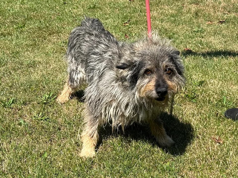 Fado, male 4yo mixed breed for adoption at Schronisko dla zwierząt Przedsiębiorstwa Gospodarki Komunalnej, Radomsko