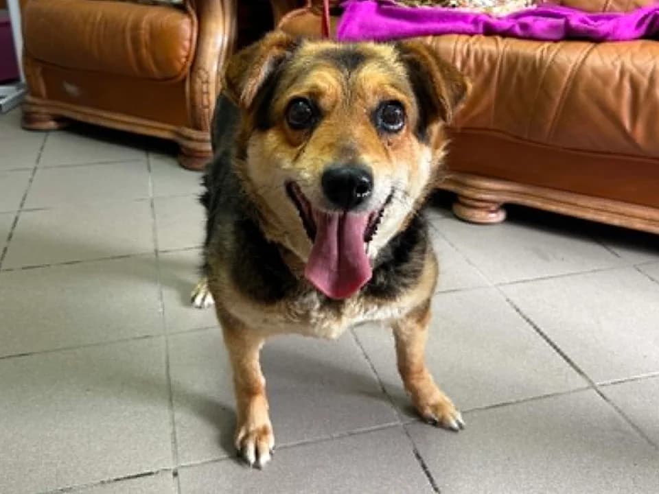 Kropka, female senior mixed breed for adoption at Schronisko dla zwierząt Przedsiębiorstwa Gospodarki Komunalnej, Radomsko