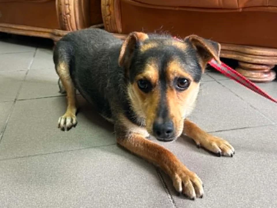Pimpek, male 3yo mixed breed for adoption at Schronisko dla zwierząt Przedsiębiorstwa Gospodarki Komunalnej, Radomsko