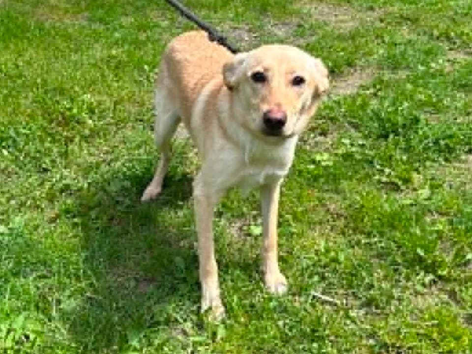 Sara, female 3yo mixed breed for adoption at Schronisko dla zwierząt Przedsiębiorstwa Gospodarki Komunalnej, Radomsko