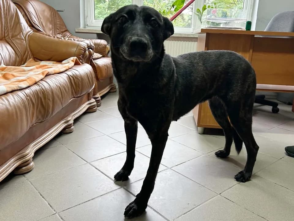 Tekila, female 7yo mixed breed for adoption at Schronisko dla zwierząt Przedsiębiorstwa Gospodarki Komunalnej, Radomsko