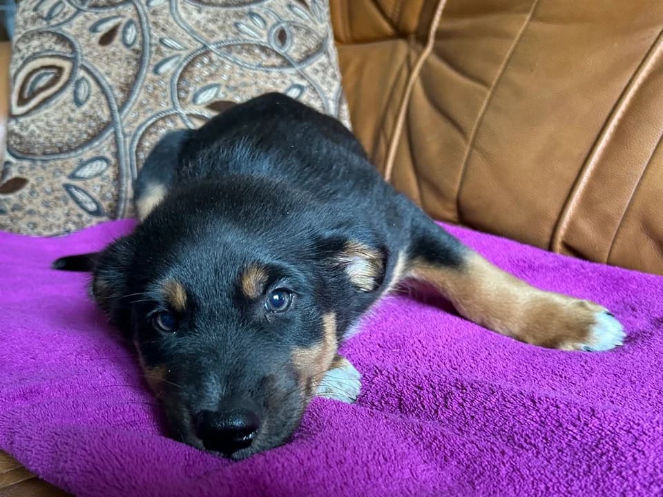 Dexter, male puppy mixed breed for adoption at Schronisko dla zwierząt Przedsiębiorstwa Gospodarki Komunalnej, Radomsko