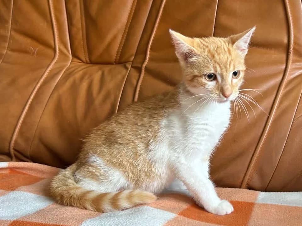 Dżodżo, puppy mixed breed for adoption at Schronisko dla zwierząt Przedsiębiorstwa Gospodarki Komunalnej, Radomsko